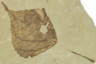 Detailed Fossil Leaf (Populus) - Green River Formation, Utah #323311