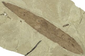 Fossil Leaf (Pseudosalix) - Green River Formation, Utah #323323