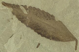 Fossil Leaf (Cedrelospermum) - Green River Formation, Utah #323363