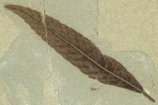 Fossil Leaf (Cedrelospermum) - Green River Formation, Utah #323396
