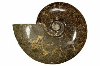 Polished, Agatized Ammonite (Cleoniceras) - Madagascar #323478