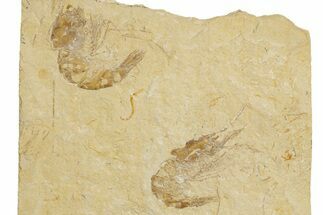 Two Cretaceous Fossil Shrimp - Lebanon #323726