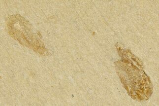 Two Cretaceous Fossil Shrimp - Lebanon #323738