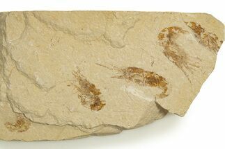 Three Cretaceous Fossil Shrimp - Lebanon #323742
