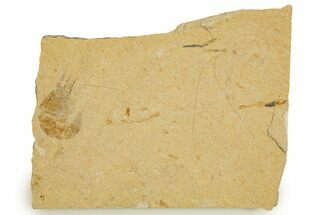 Cretaceous Fossil Shrimp and Fish - Lebanon #323751