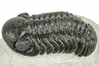 Detailed Austerops Trilobite - Ofaten, Morocco #323574