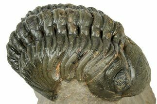 Detailed Reedops Trilobite - Atchana, Morocco #323696