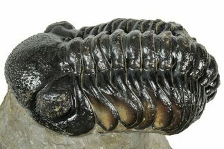 Curled Austerops Trilobite - Ofaten, Morocco #323715