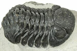 2.5