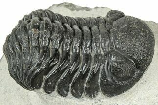 Detailed Morocops Trilobite - Ofaten, Morocco #323725