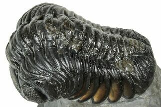 Arched Austerops Trilobite - Ofaten, Morocco #323727