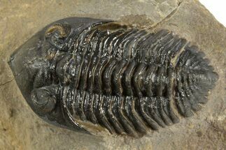 Pseudocryphaeus Trilobite - Morocco #323594