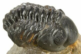 Detailed Reedops Trilobite - Atchana, Morocco #323595