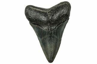 Serrated, Juvenile Megalodon Tooth - South Carolina #321445