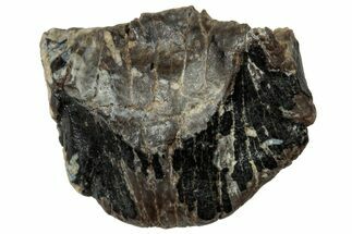 Fossil Nodosaurid (Denversaurus) Tooth - Wyoming #323966
