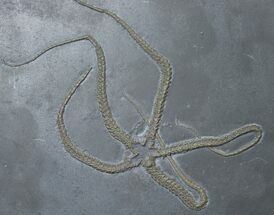 Pyritized Hunsrück Slate Brittle Star (Furcaster) - #17536