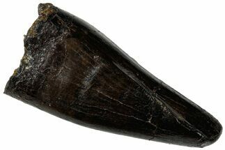 Tyrannosaur (Nanotyrannus?) Premax Tooth - Montana #323977