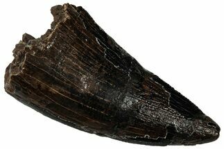 Serrated, Tyrannosaur (Nanotyrannus?) Tooth - Montana #323978
