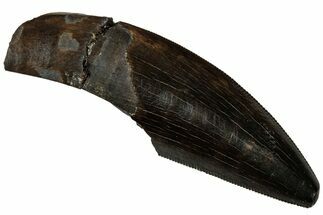 Serrated, Fossil Tyrannosaur (Nanotyrannus?) Tooth - Wyoming #323980