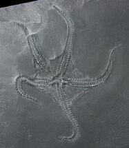 Pyritized Hunsrück Slate Brittle Star (Encrinaster) - #17537