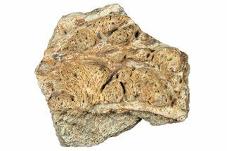 Dinosaur (Triceratops) Frill Shield Section - Montana #323827