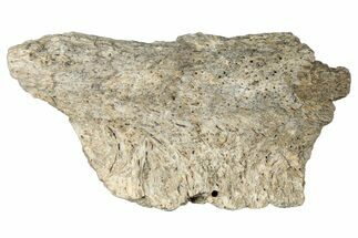 Dinosaur (Triceratops) Frill Shield Section - Montana #323829