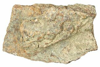 Dinosaur (Triceratops) Frill Shield Section - Montana #323831