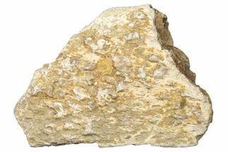 Dinosaur (Triceratops) Frill Shield Section - Montana #323834