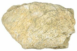 Dinosaur (Triceratops) Frill Shield Section - Montana #323859
