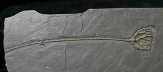 Pyritized Crinoid (Taxocrinus) From Hunsrück Slate #17538