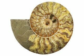 Cut & Polished Ammonite Fossil (Half) - Madagascar #323422