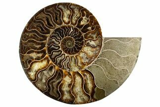 Cut & Polished Ammonite Fossil (Half) - Deep Pockets #323423