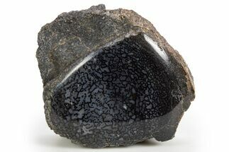 Polished Dinosaur Bone (Gembone) Section - Colorado #324196