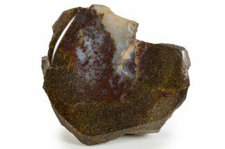Polished Dinosaur Bone (Gembone) Section - Colorado #324204
