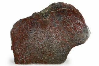 Polished Dinosaur Bone (Gembone) Section - Colorado #324205