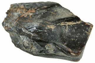 Fossil Dinosaur (Triceratops) Shed Tooth - Montana #324170
