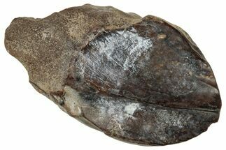 Unworn Fossil Dinosaur (Triceratops) Tooth - Montana #324187