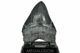 Serrated, Fossil Megalodon Tooth - South Carolina #324268