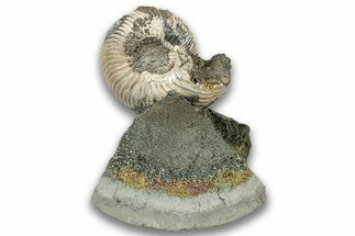 Iridescent, Pyritized Ammonite (Quenstedticeras) Fossil Display #324249