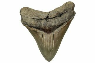 Serrated, Fossil Megalodon Tooth - South Carolina #324284