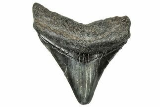 Juvenile Megalodon Tooth - South Carolina #324314