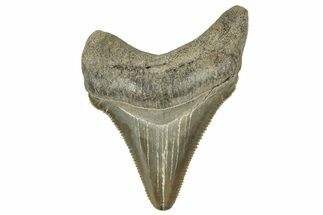Serrated, Juvenile Megalodon Tooth - South Carolina #324315
