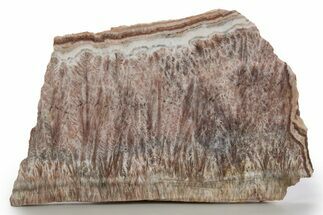 Polished Feathery Travertine (Aragonite) Slab - New Mexico #324323