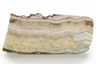 Polished Banded Travertine Slab - New Mexico #324326