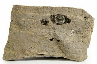 Herkimer Diamonds in Matrix - The Ace of Diamonds Mine, New York #324506