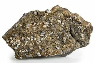 Fossil Freshwater Snails (Elimia) In Limestone - Wyoming #324606