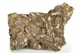 Fossil Freshwater Snails (Elimia) In Limestone - Wyoming #324607
