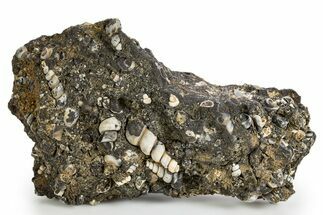 Fossil Freshwater Snails (Elimia) In Limestone - Wyoming #324608