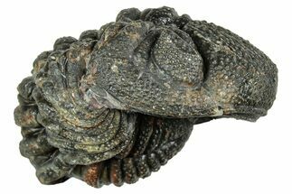 Long, Curled Morocops Trilobite - Morocco #323504