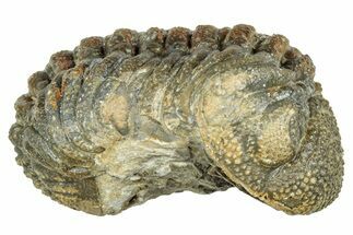 Long, Curled Morocops Trilobite - Morocco #323513